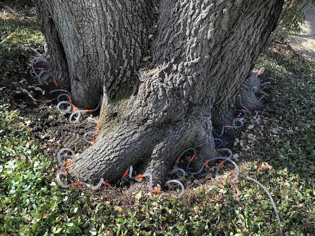 Detailed Tree Cabling and Bracing job site in Berthold