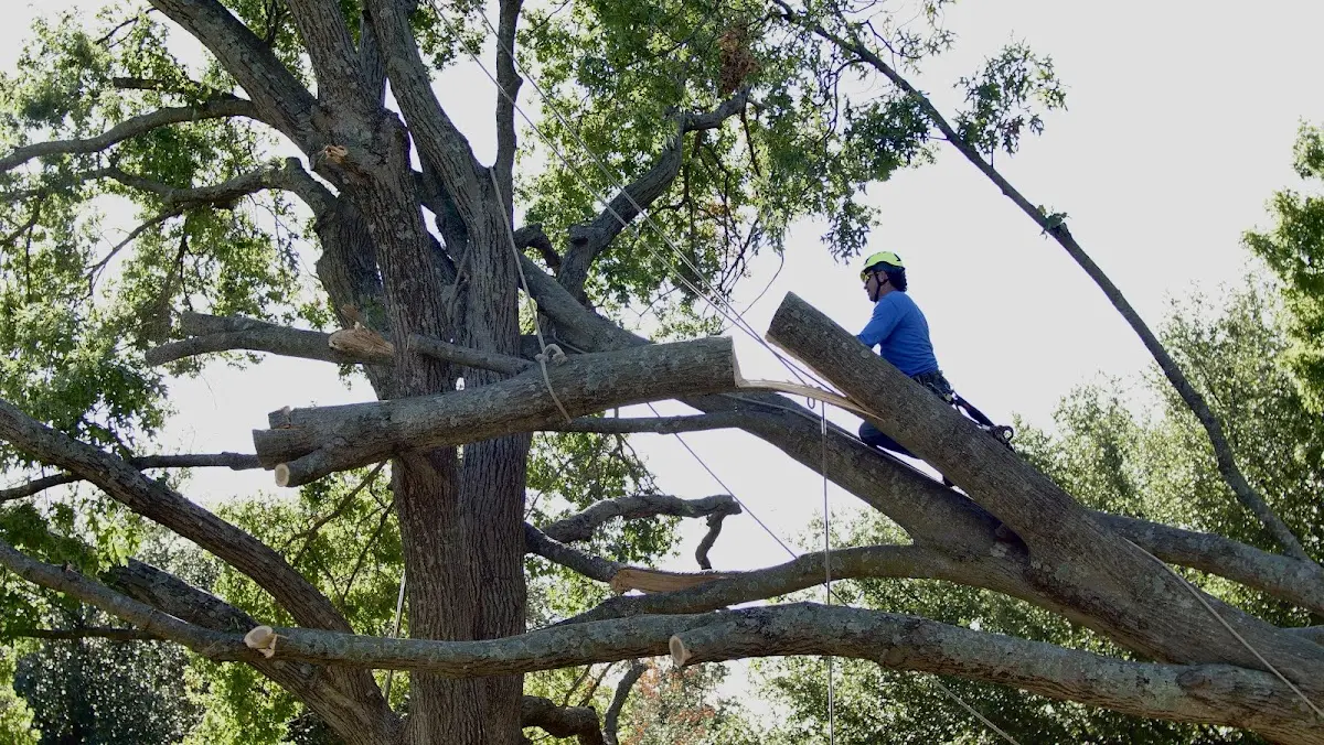 Professional Crown Thinning performed by certified arborists in Berthold