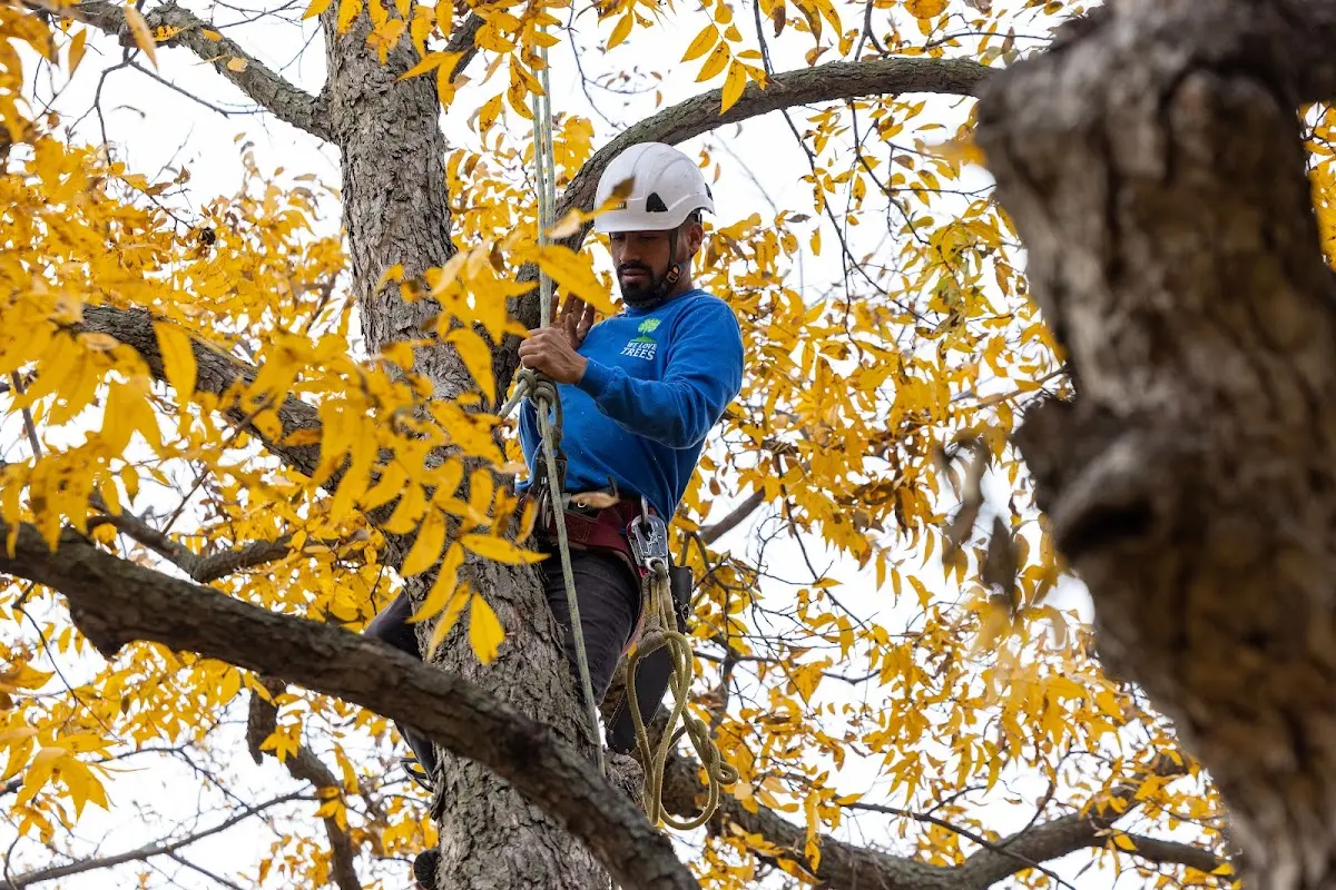 Skilled Emergency Tree Service crew working in Berthold